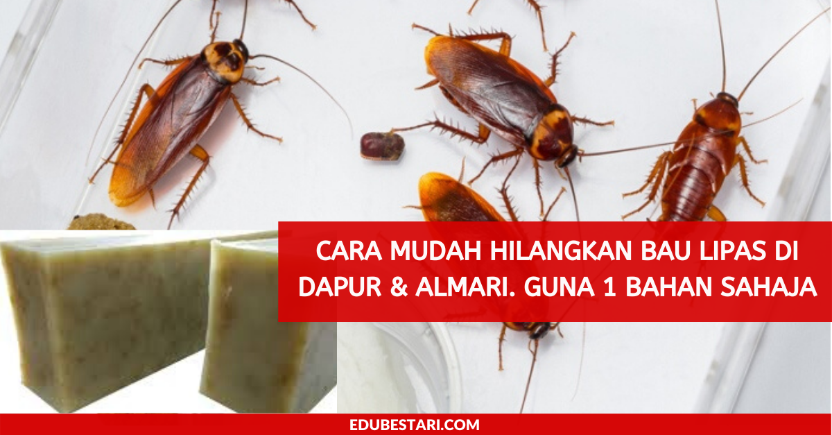 Cara Mudah Hilangkan Bau Lipas Di Dapur & Almari. Guna Satu Bahan Sahaja